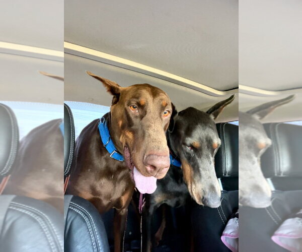 Medium Photo #19 Doberman Pinscher Puppy For Sale in Buffalo, MN, USA