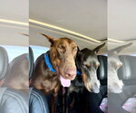 Small #18 Doberman Pinscher