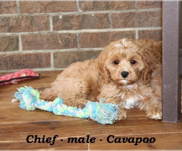 Medium Photo #5 Cavapoo Puppy For Sale in CLARKRANGE, TN, USA