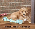Small #4 Cavapoo