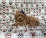 Small #6 Cavapoo