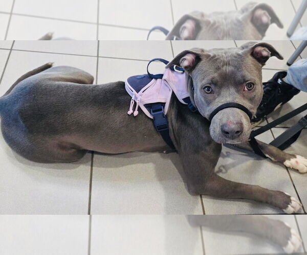 Medium Photo #16 American Pit Bull Terrier-Labrador Retriever Mix Puppy For Sale in Princeton, MN, USA