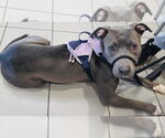 Small #15 American Pit Bull Terrier-Labrador Retriever Mix