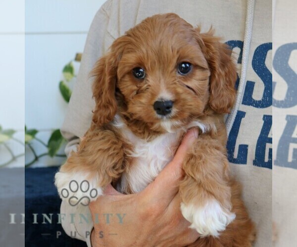 Medium Photo #4 Cavapoo Puppy For Sale in NARVON, PA, USA