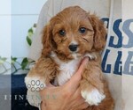 Small #3 Cavapoo