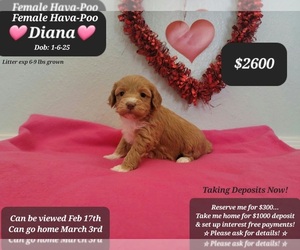 Poovanese Puppy for sale in TUCSON, AZ, USA