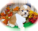 Small Photo #4 Shorkie Tzu Puppy For Sale in HAMMOND, IN, USA