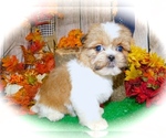 Small #3 Shorkie Tzu