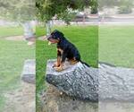 Small Photo #54 Rottweiler Puppy For Sale in OAK GLEN, CA, USA