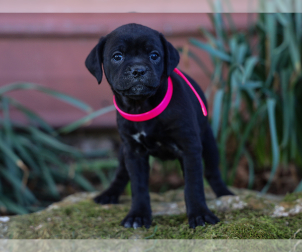 Medium Photo #4 Jug-Treeing Walker Coonhound Mix Puppy For Sale in LIBERTY, KY, USA