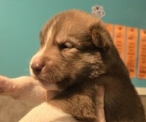 Siberian Husky Puppy for sale in FORT PLAIN, NY, USA