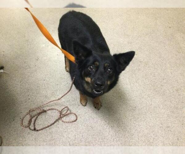 Medium Photo #1 Australian Kelpie Puppy For Sale in Riverside, CA, USA