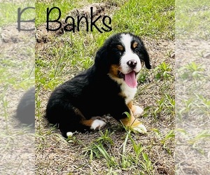 Bernese Mountain Dog Puppy for sale in BROKEN ARROW, OK, USA