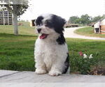 Puppy Victor Maltipoo