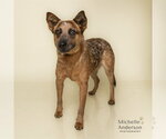 Small Mutt