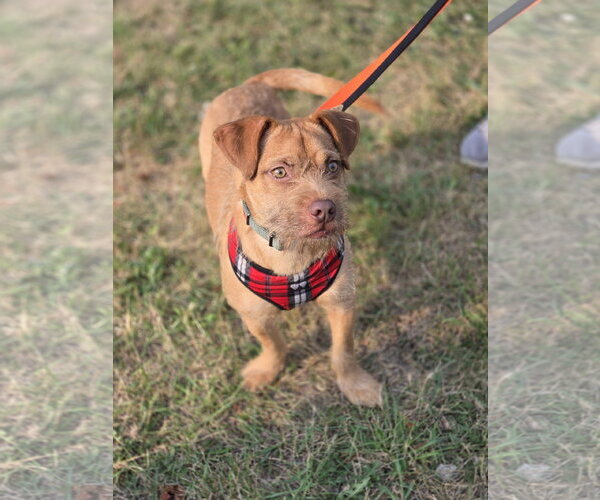 Medium Photo #2 Mutt Puppy For Sale in Minneapolis, MN, USA