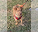 Small #1 Mutt