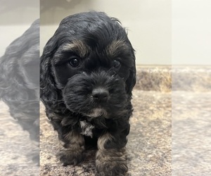 Poodle (Miniature) Puppy for sale in TIPPECANOE, IN, USA