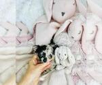 Small #9 Chihuahua