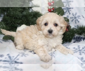 Maltipoo (Miniature) Puppy for sale in COLUMBIA, SC, USA