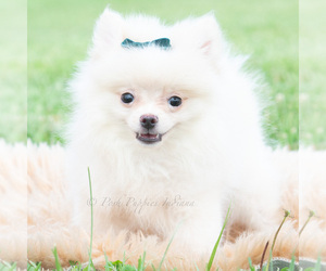 Medium Pomeranian