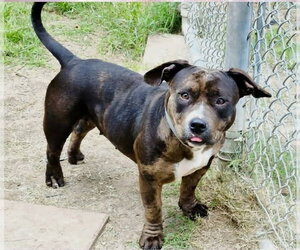 Bulldog-Unknown Mix Dogs for adoption in Lakewood, CO, USA