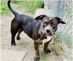 Small Bulldog Mix