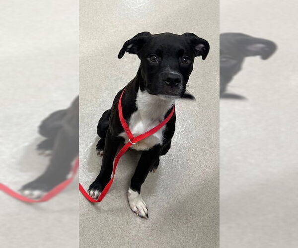 Medium Photo #1 American Pit Bull Terrier-Unknown Mix Puppy For Sale in Baytown, TX, USA