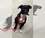Small American Pit Bull Terrier Mix