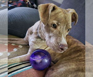 Marzen - Male Labrador Retriever-Unknown Mix Dog for Adoption - Photo #4