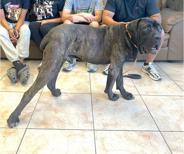 Medium Photo #3 Mutt Puppy For Sale in Goodyear, AZ, USA