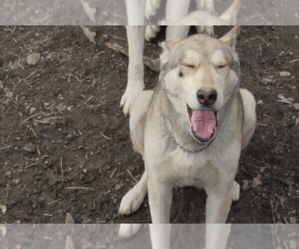 Medium Photo #1 Wolf Hybrid Puppy For Sale in BECKLEY, WV, USA