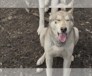 Wolf Hybrid Puppy for sale in BECKLEY, WV, USA