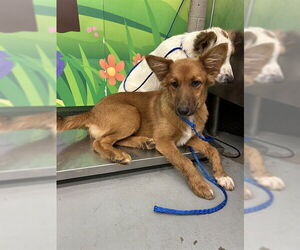 Australian Shepherd Dogs for adoption in Waco, TX, USA