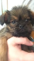 Brussels Griffon Puppy for sale in FAIRLAND, OK, USA