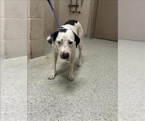 Labrador Retriever-Unknown Mix Dogs for adoption in Conroe, TX, USA