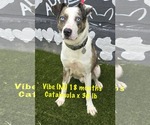 Small #3 Catahoula Leopard Dog Mix