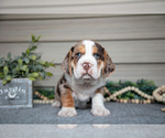 Small #1 Beabull