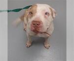 Small American Pit Bull Terrier
