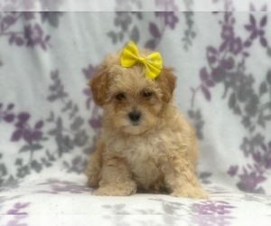 Havashu-Poodle (Miniature) Mix Puppy for sale in LAKELAND, FL, USA