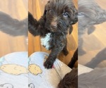 Small Photo #34 Golden Mountain Doodle  Puppy For Sale in REYNOLDSBURG, OH, USA