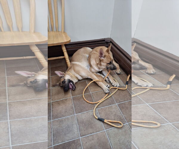 Medium Photo #6 German Shepherd Dog-Unknown Mix Puppy For Sale in Sebec, ME, USA