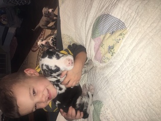 Great Dane Puppy for sale in MOORESVILLE, IN, USA