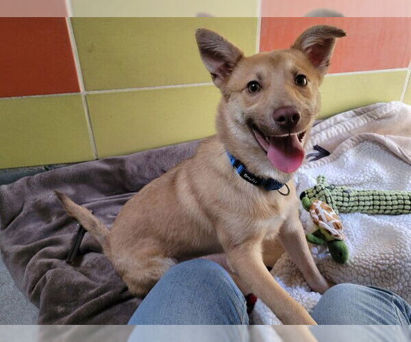 Medium Photo #1 Mutt Puppy For Sale in Redwood City, CA, USA