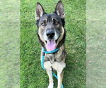 Small German Shepherd Dog Mix