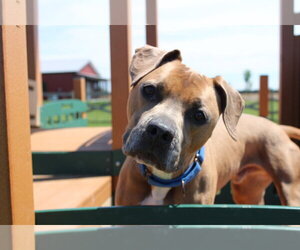 Saint - Male Mutt Dog for Adoption - Photo #5