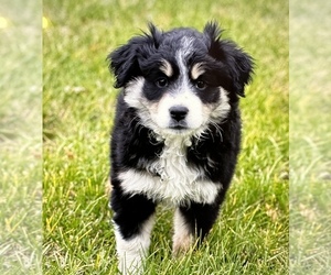 Miniature American Shepherd Puppy for sale in VIRGINIA, IL, USA