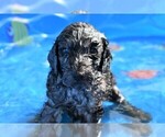 Small Photo #9 Poodle (Standard) Puppy For Sale in MALABAR, FL, USA