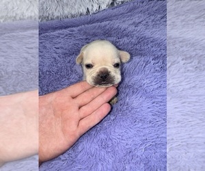 French Bulldog Puppy for sale in SANDY HOOK, KY, USA