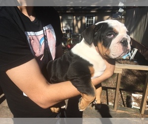 English Bulldogge Puppy for sale in FRESNO, TX, USA